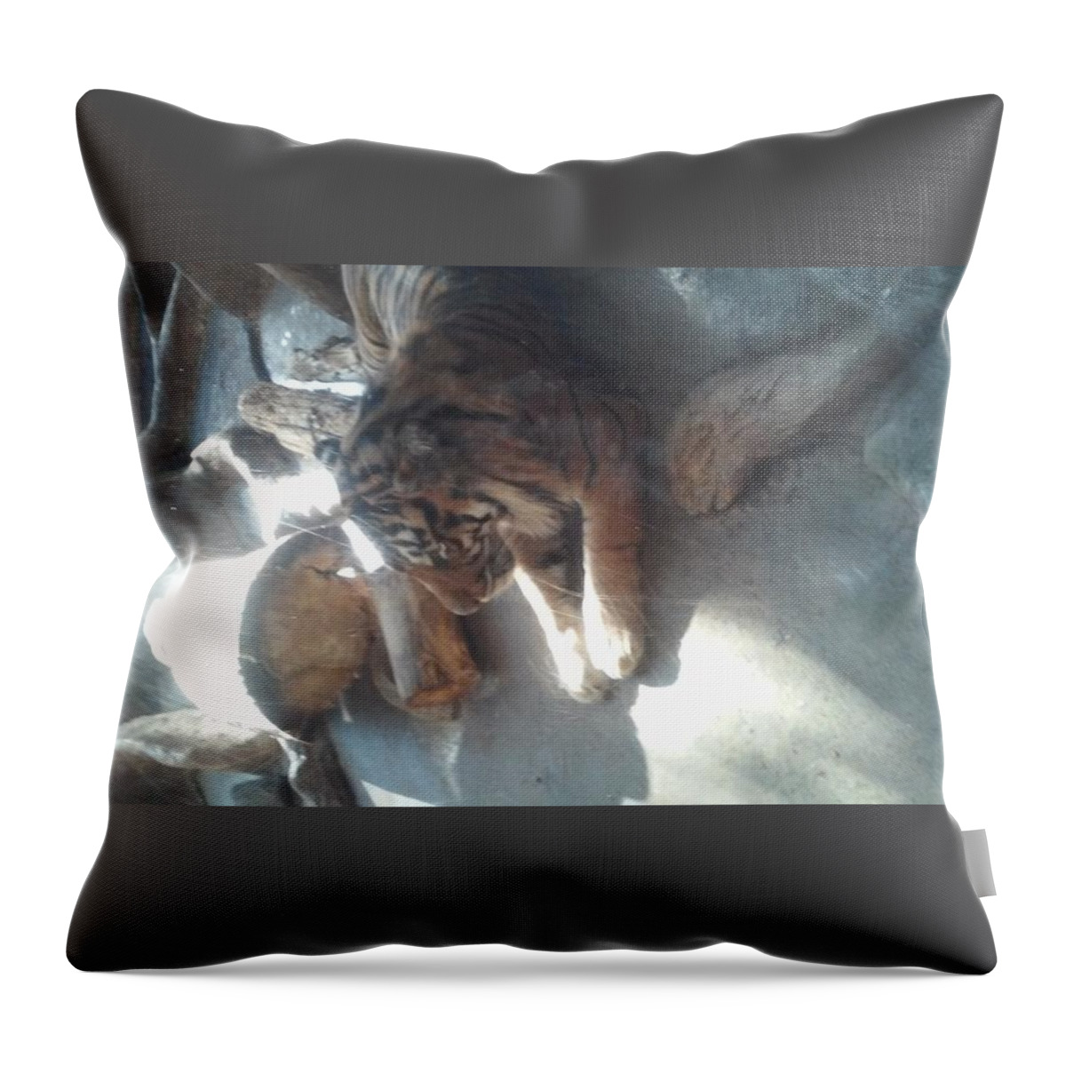 Tiger Throw Pillow featuring the photograph Tiger by Sarah Snyder