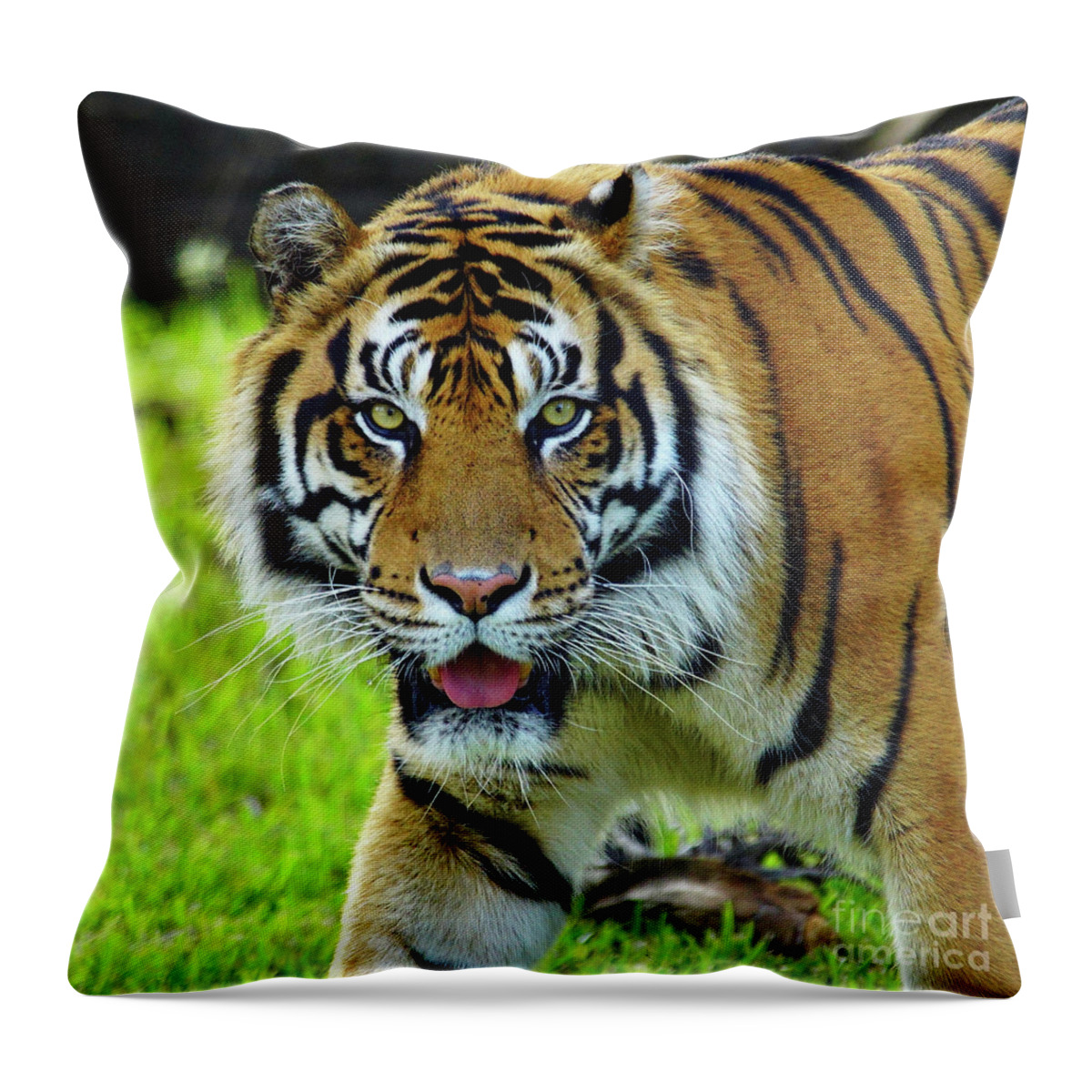Tiger Throw Pillow featuring the photograph Tiger The Stare by Larry Nieland
