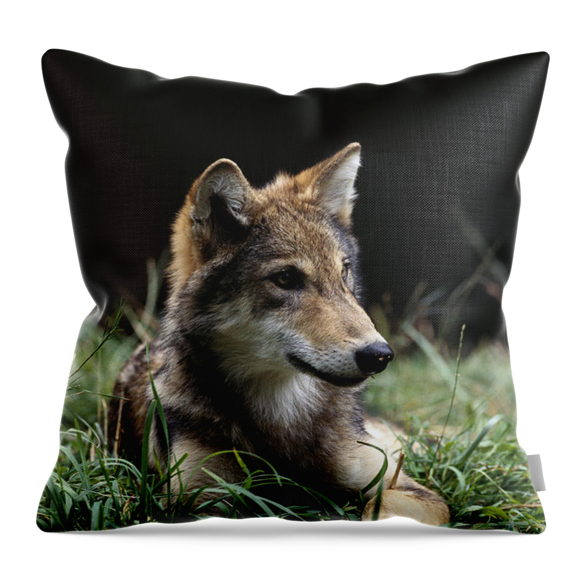 Mp Throw Pillow featuring the photograph Timber Wolf Canis Lupus Portrait by Gerry Ellis