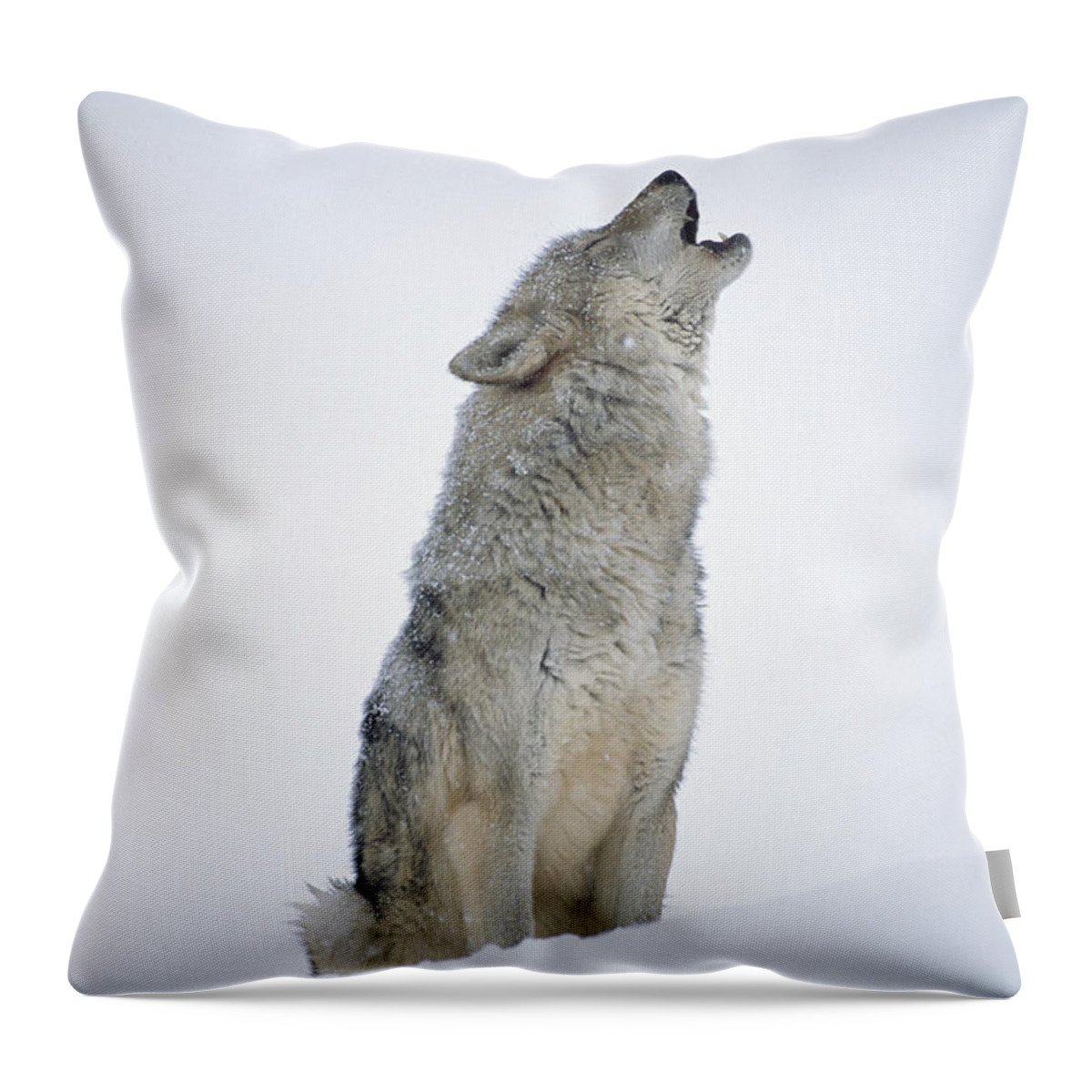 #faatoppicks Throw Pillow featuring the photograph Timber Wolf Portrait Howling In Snow by Tim Fitzharris