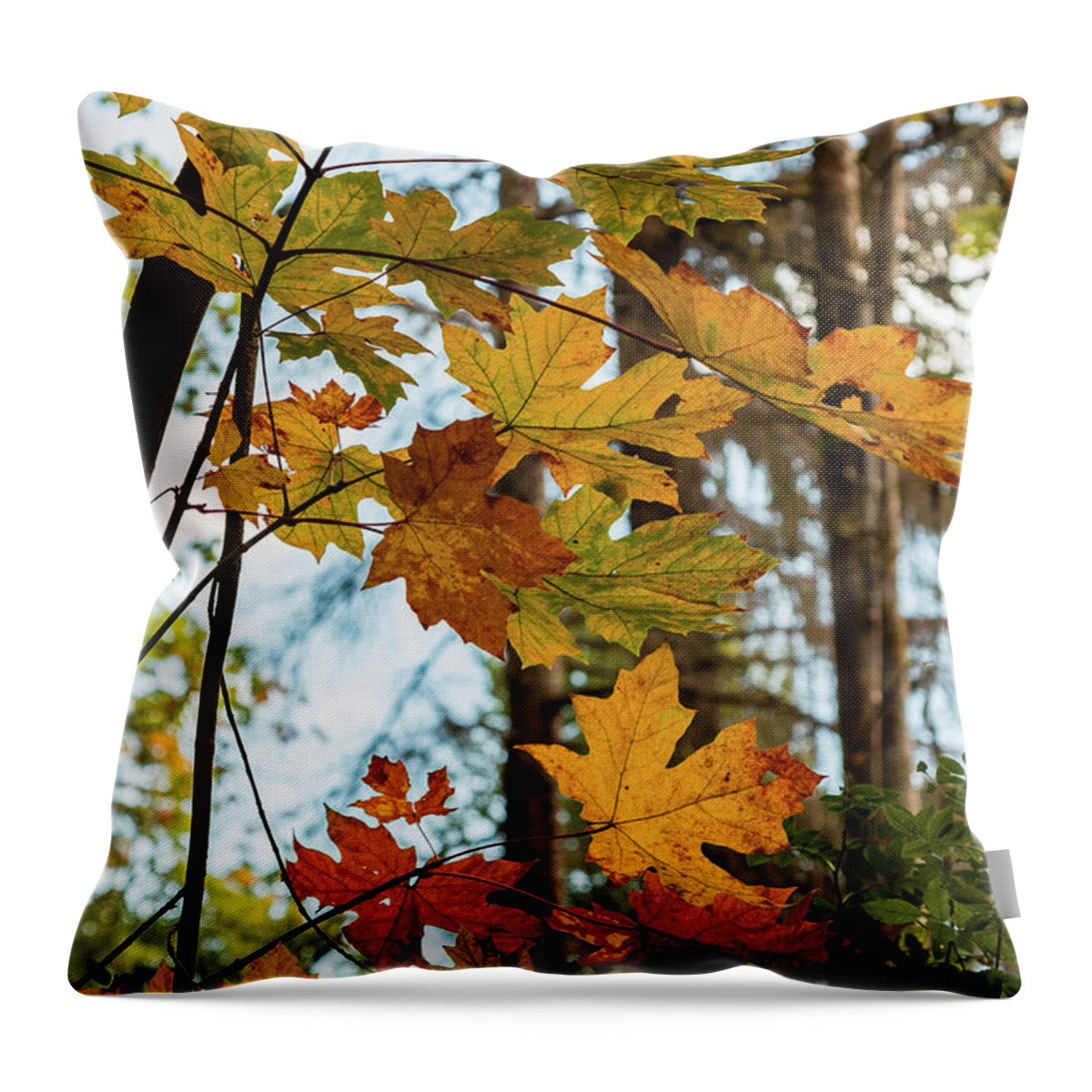 Landscapes Throw Pillow featuring the photograph Time Of Change by Claude Dalley