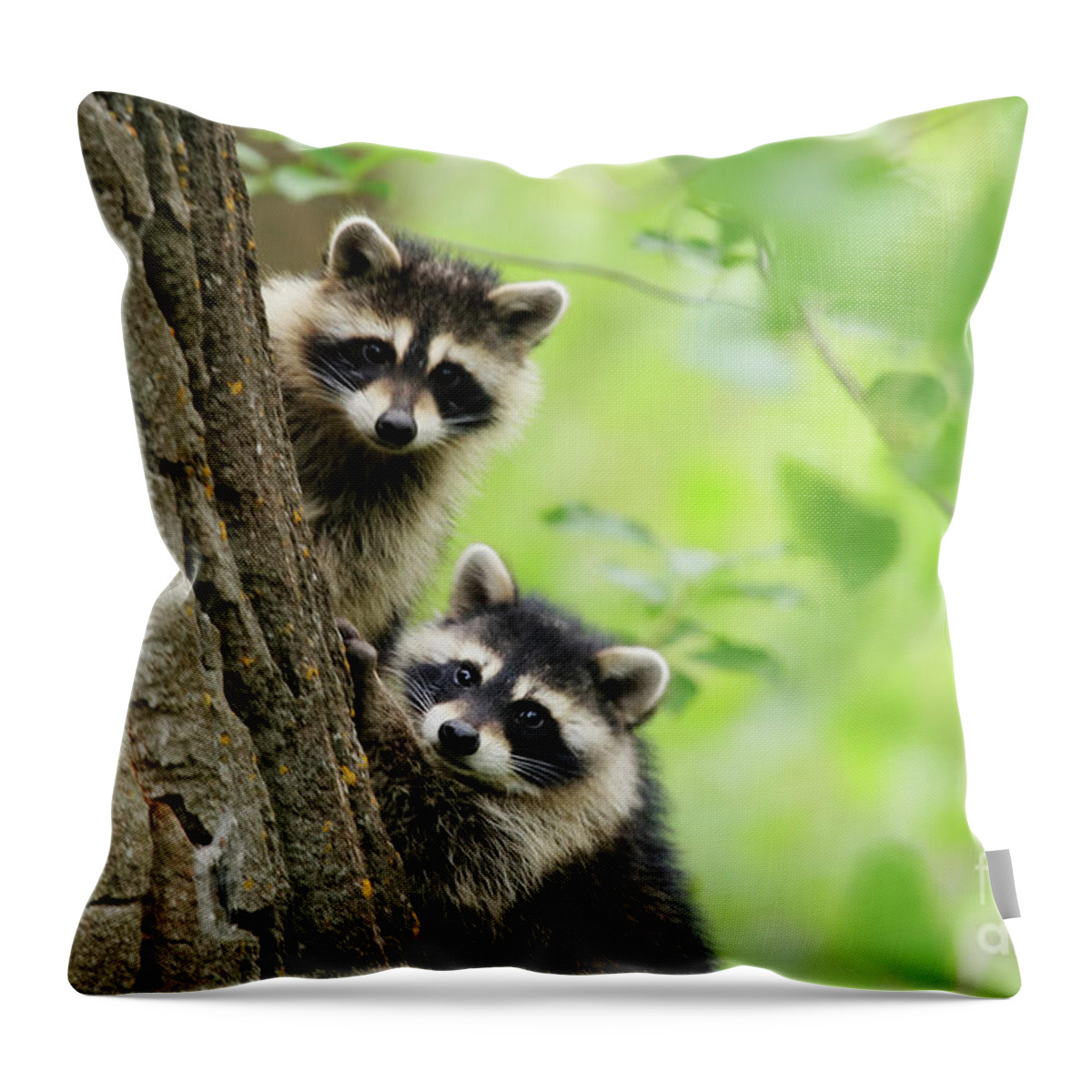 Tiny Bandits Throw Pillow featuring the photograph Tiny Bandits by Alyce Taylor