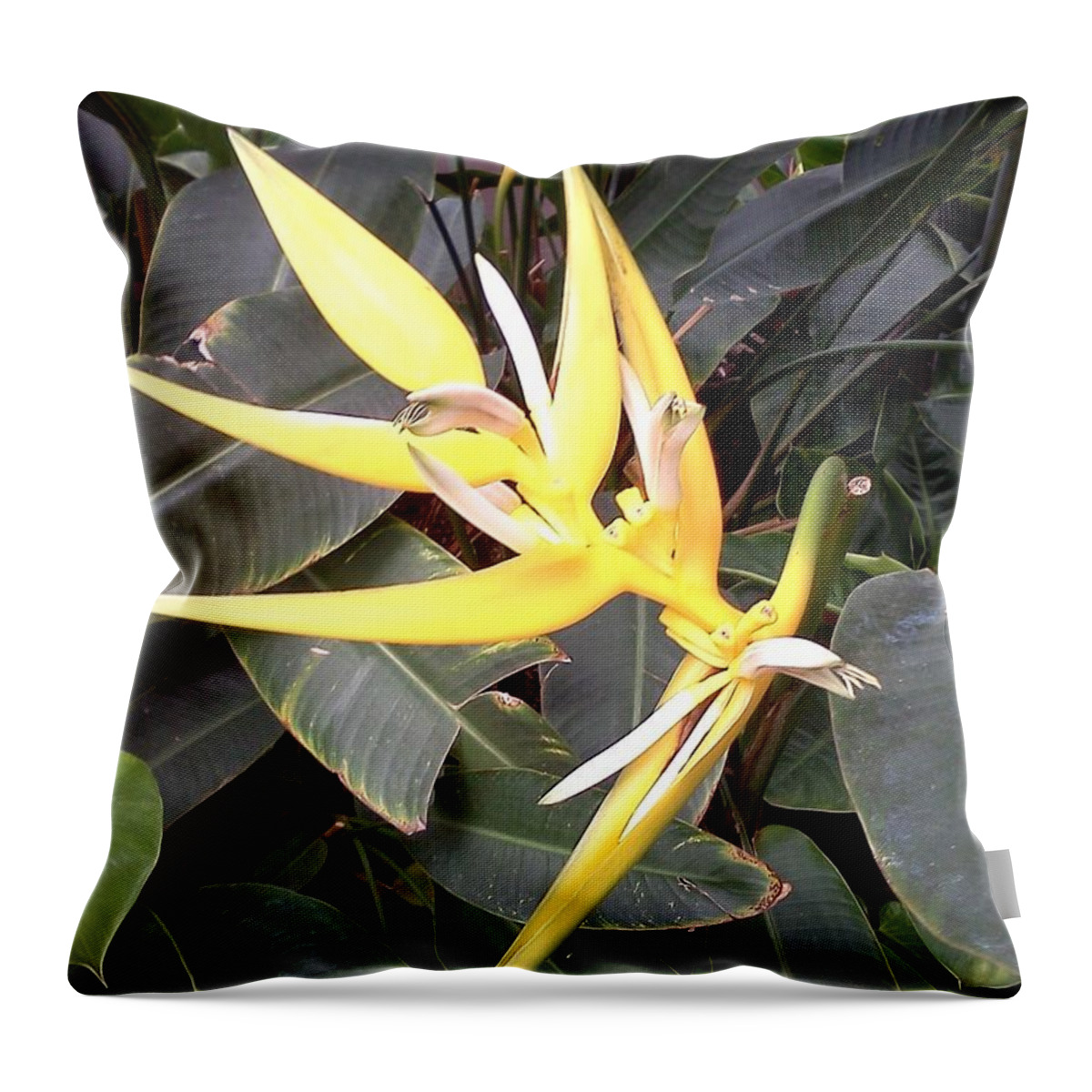 Yellow Throw Pillow featuring the photograph Tiny Dancer by Pamela Henry