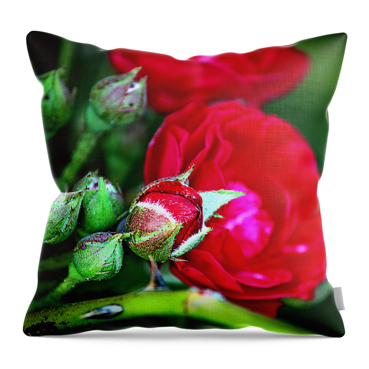 Rose Throw Pillow featuring the photograph Tiny Red Rosebuds by KayeCee Spain