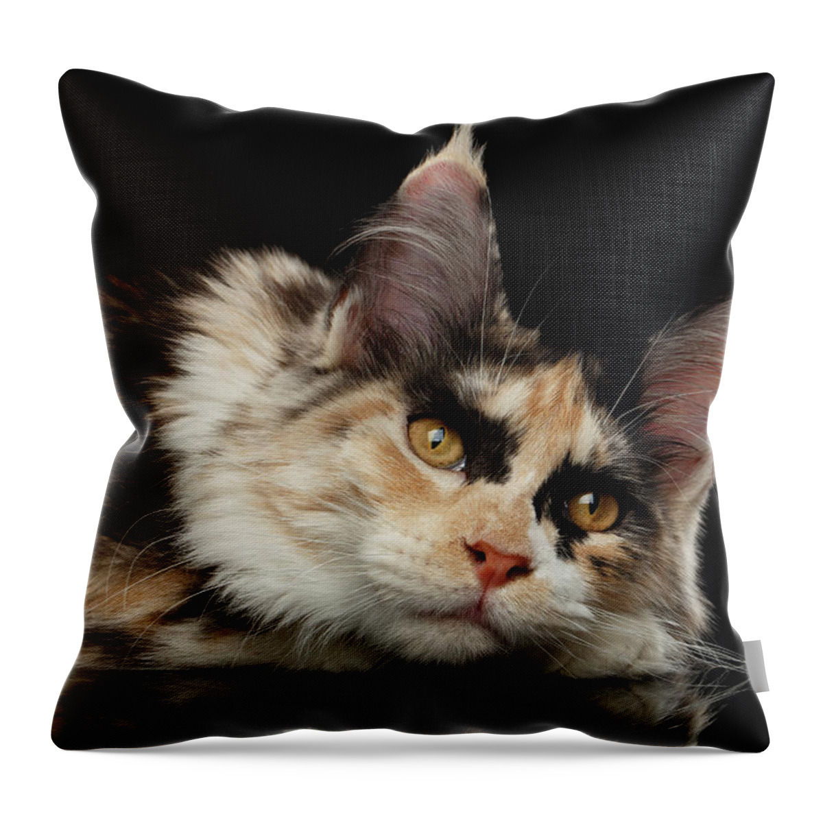 Tired Throw Pillow featuring the photograph Tired Maine Coon Cat lie on Black background by Sergey Taran