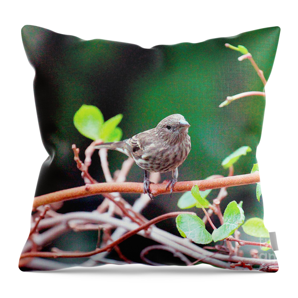 Wild Birds Throw Pillow featuring the photograph Female House Finch Goes Out on a Limb by Patricia Youngquist