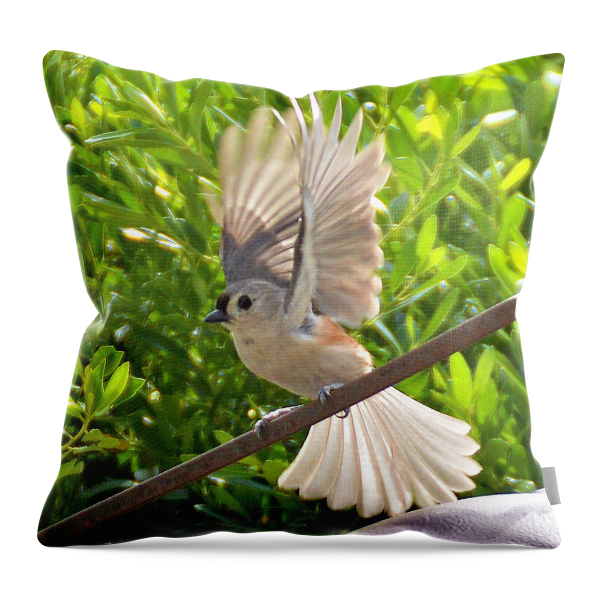 Tufted Titmouse Throw Pillow featuring the photograph Titmouse Takeoff by Kathy Kelly