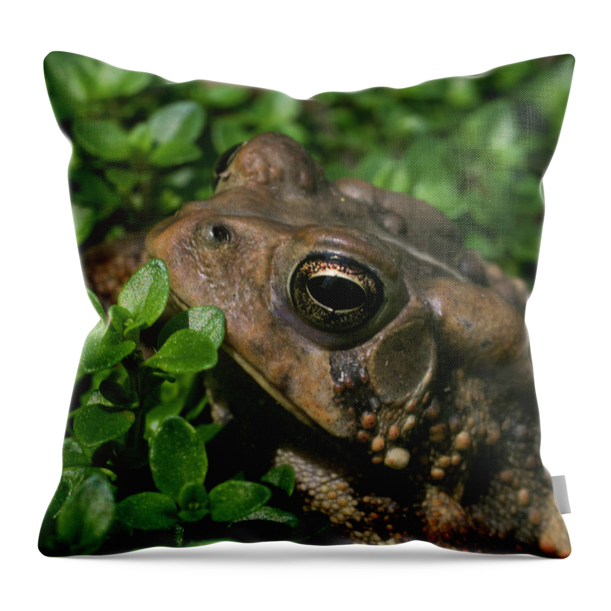 Toad Throw Pillow featuring the photograph Toad Eyeball to Eyeball by Douglas Barnett