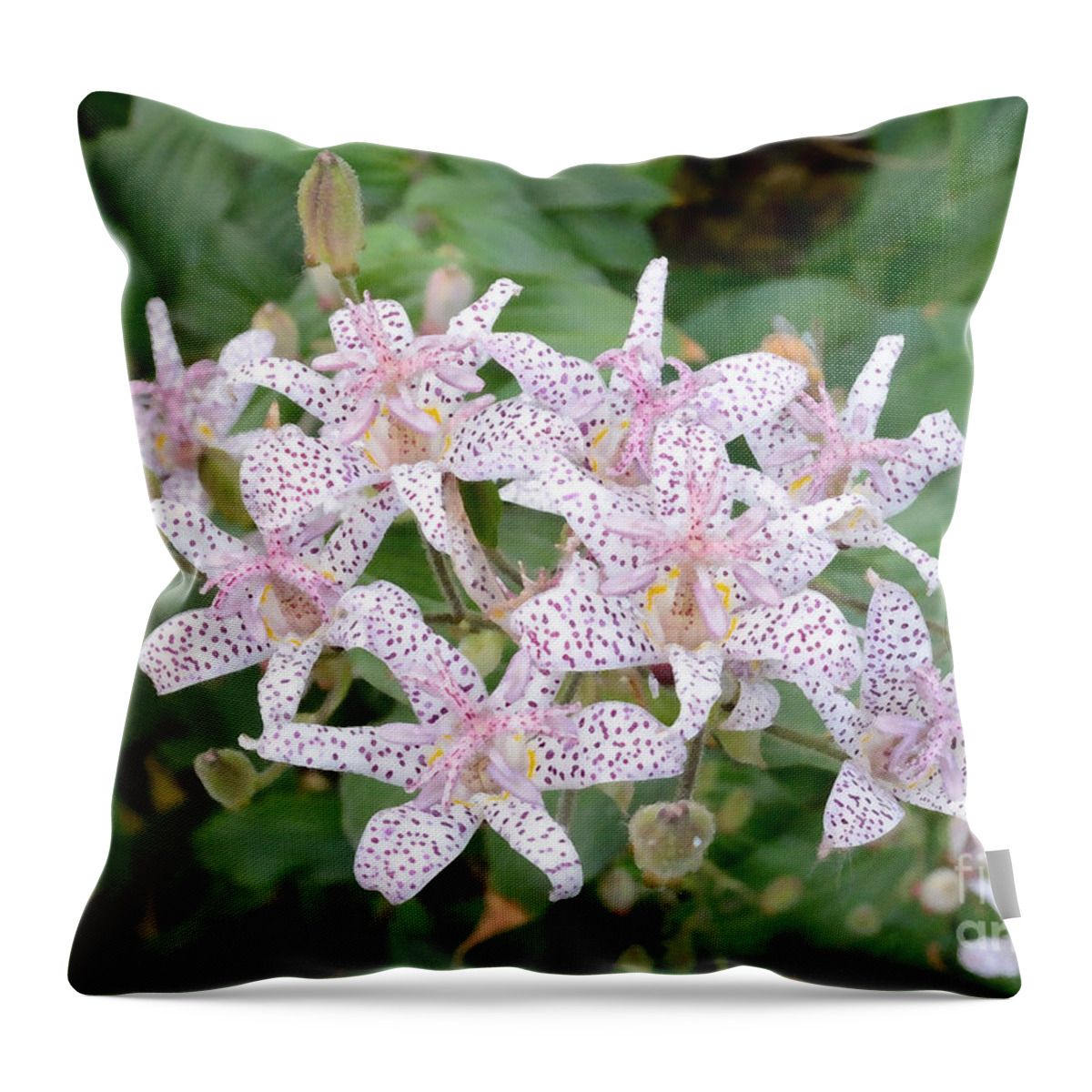 Fall Throw Pillow featuring the photograph Toad Lily Blossoms Tom Wurl by Tom Wurl