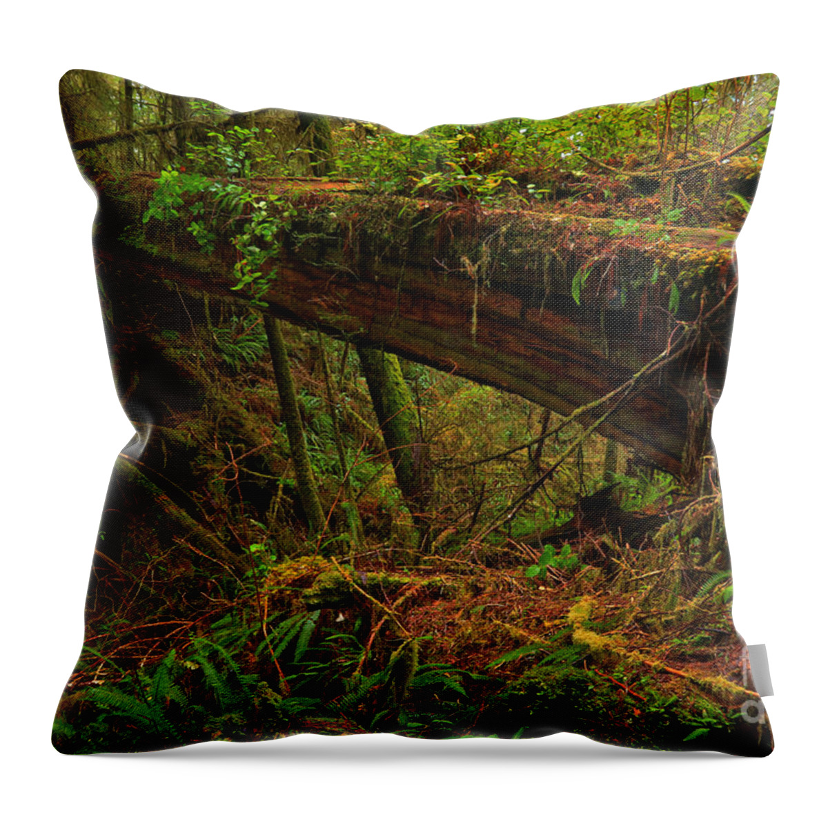 Pacific Rim National Park Throw Pillow featuring the photograph Tofino Natural Bridge by Adam Jewell