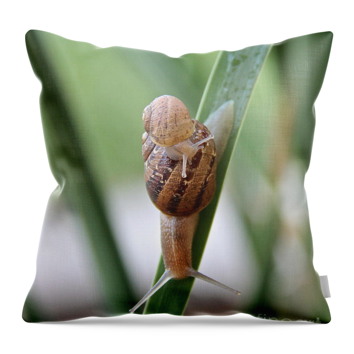 Snail Throw Pillow featuring the photograph Together Forever by Suzanne Oesterling