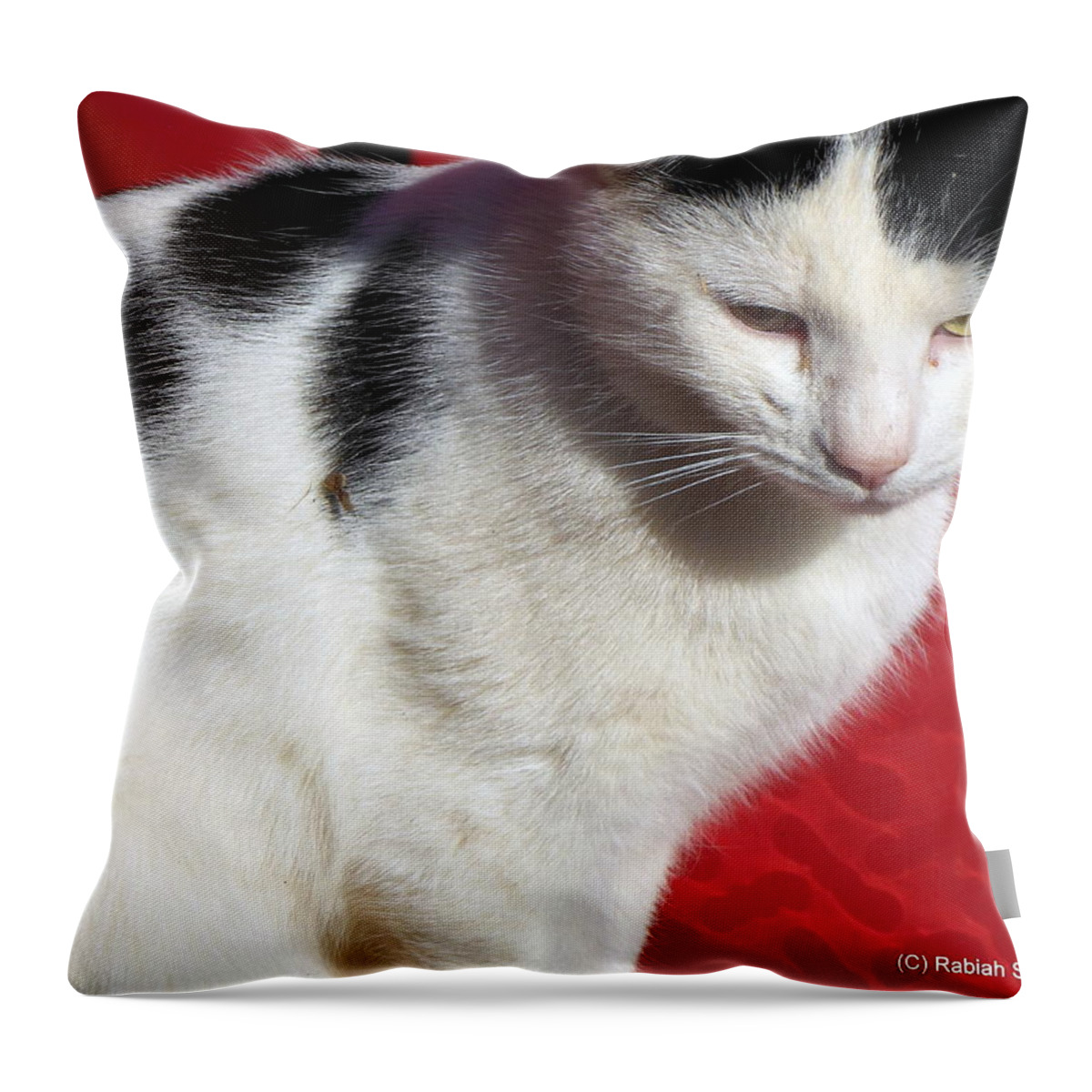 Cats Throw Pillow featuring the photograph Tom Barn Cat by Rabiah Seminole