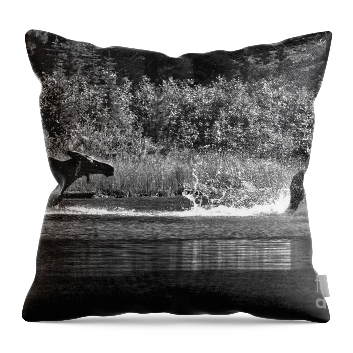 Moose Throw Pillow featuring the photograph Too Close For Comfort Black And White by Adam Jewell