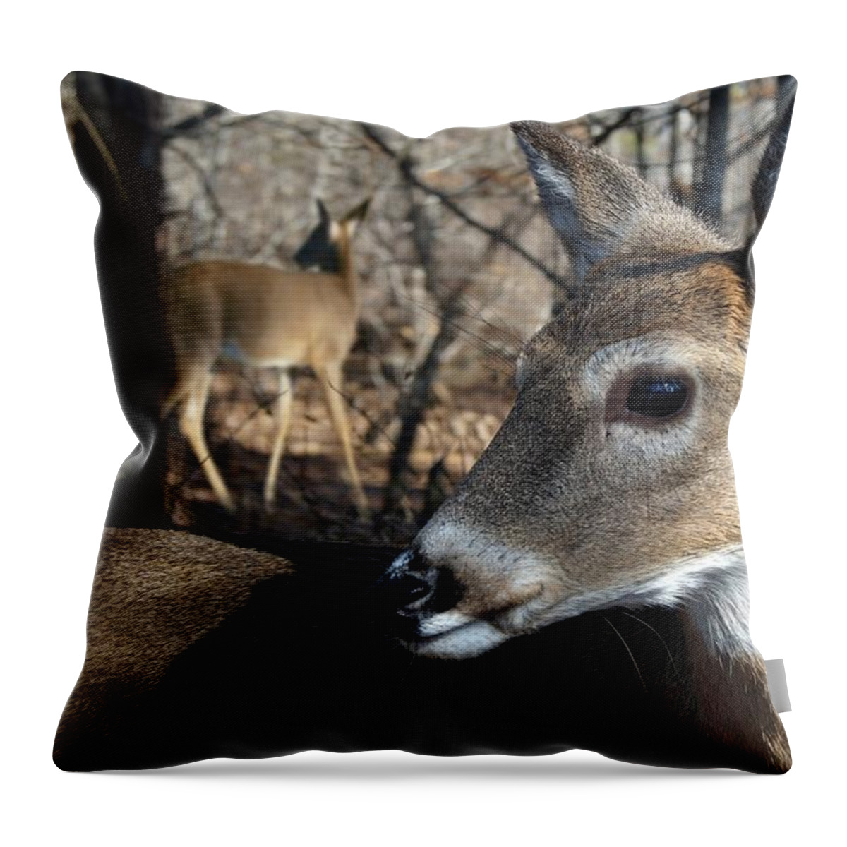 Deer Throw Pillow featuring the photograph Too Cool by Bill Stephens