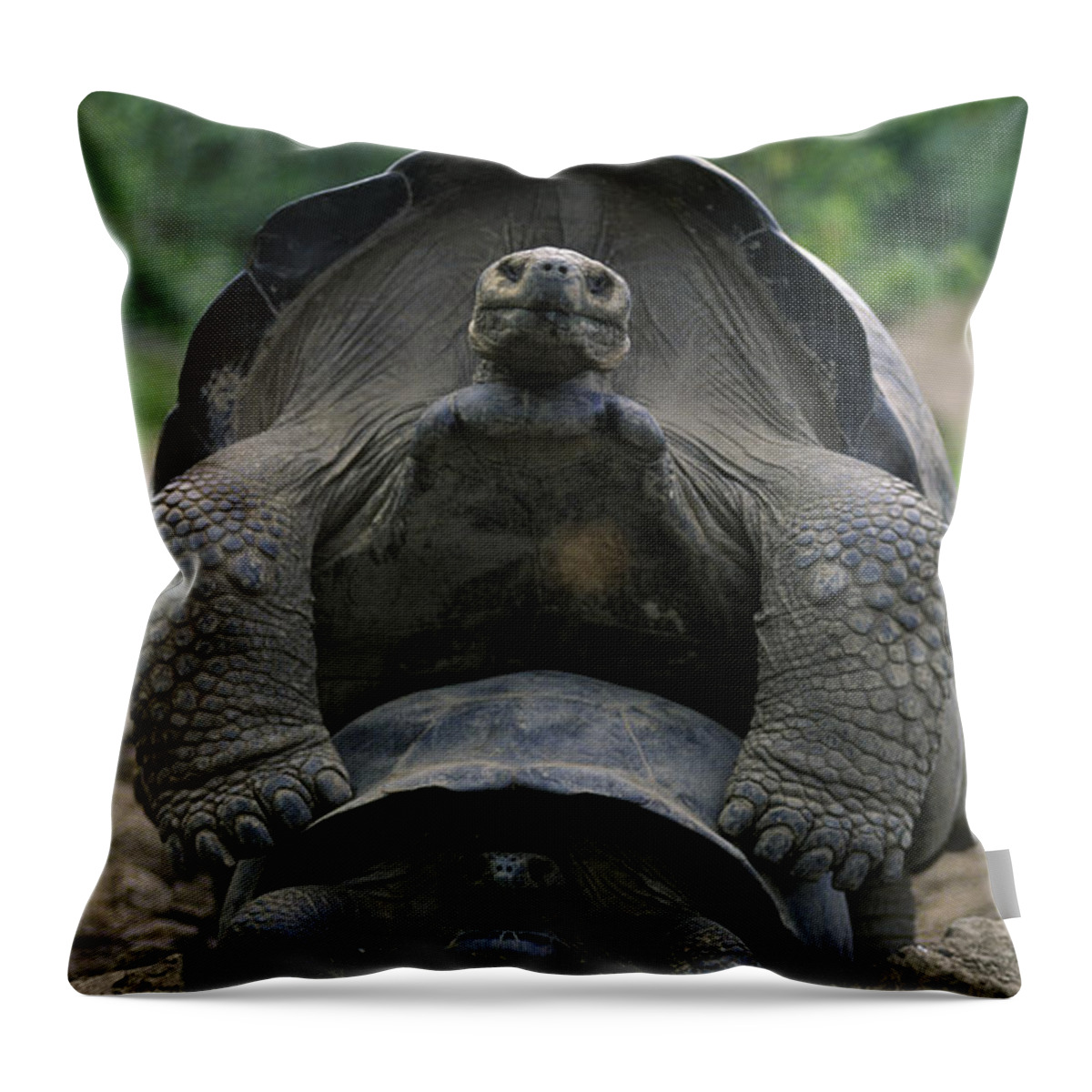 Two Throw Pillow featuring the photograph Tortoise Love - Galapagos by Craig Lovell