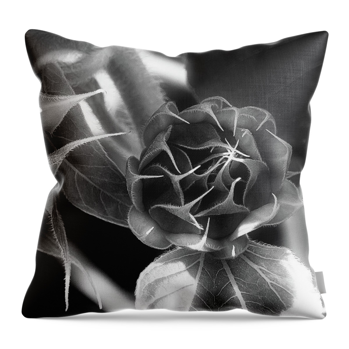 Beautiful Light Throw Pillow featuring the photograph Touched by Light - by Julie Weber