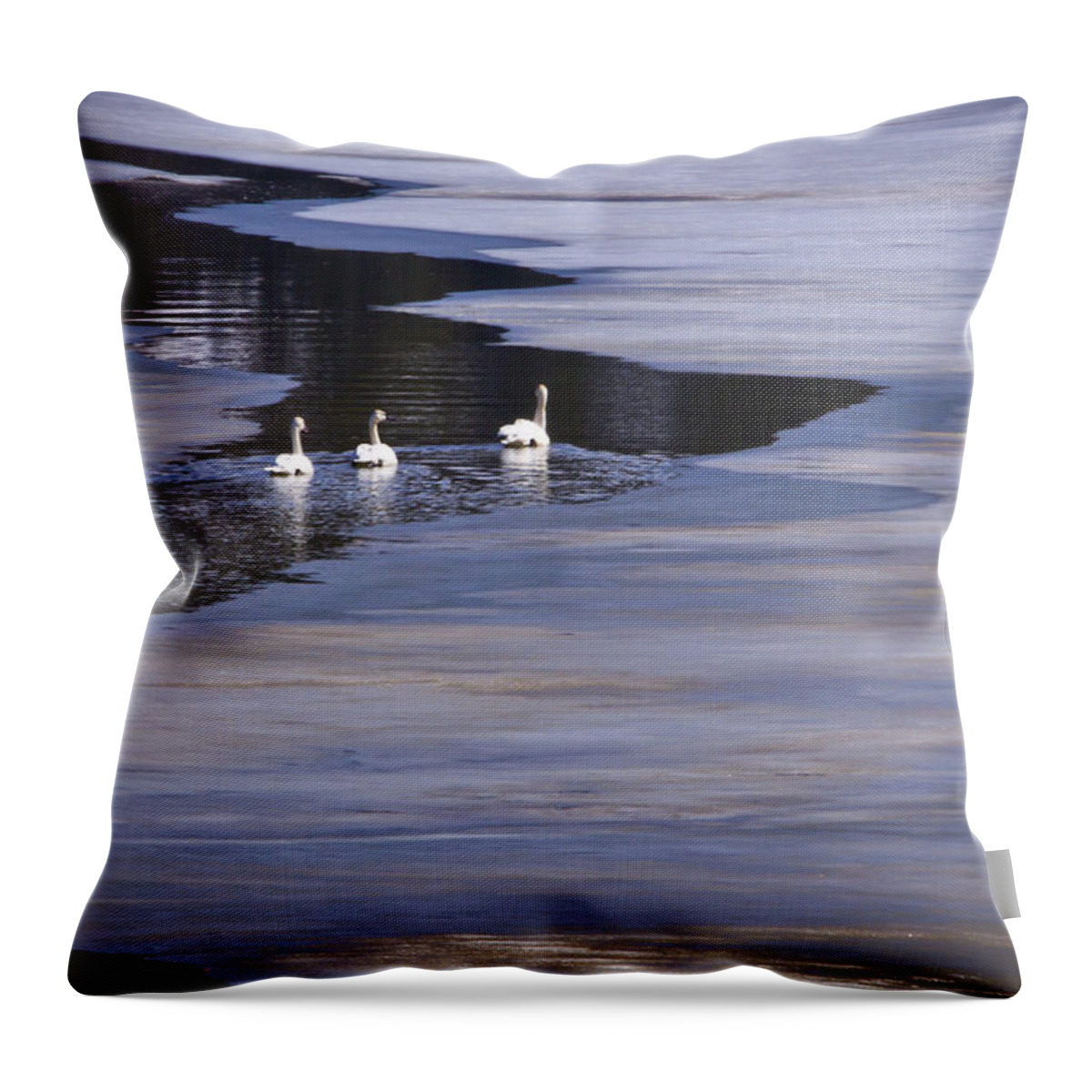 Tundra Swan Throw Pillow featuring the photograph Tourist Swans by Albert Seger