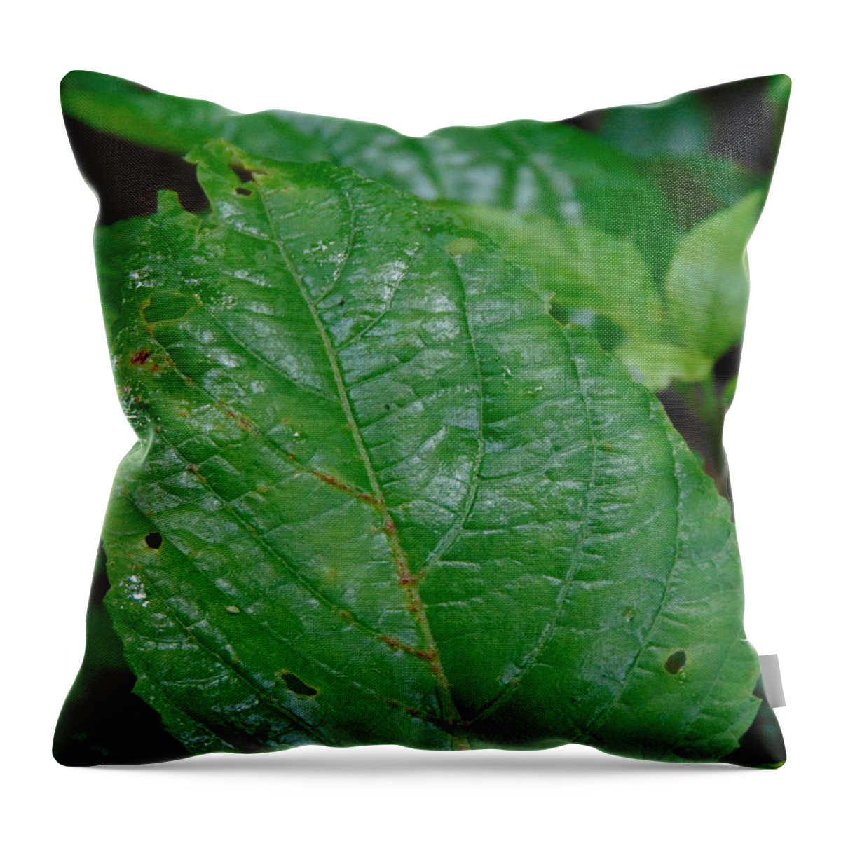 Landscape Throw Pillow featuring the photograph Trail Vibes by Richie Parks