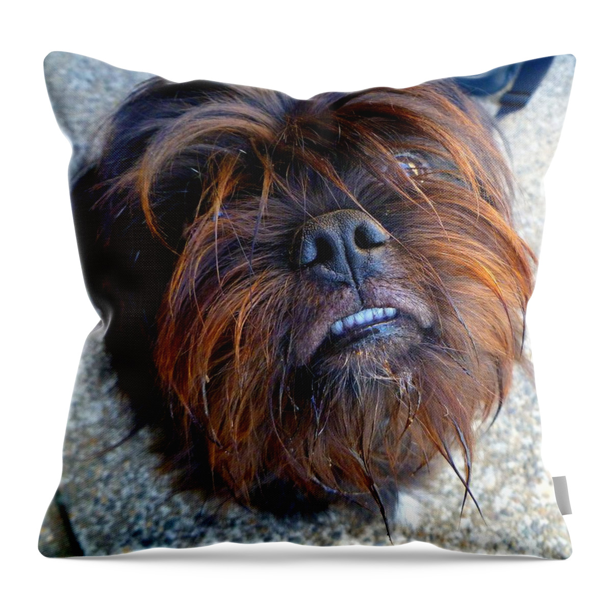 Dog Throw Pillow featuring the photograph Treat????? by Jean Evans