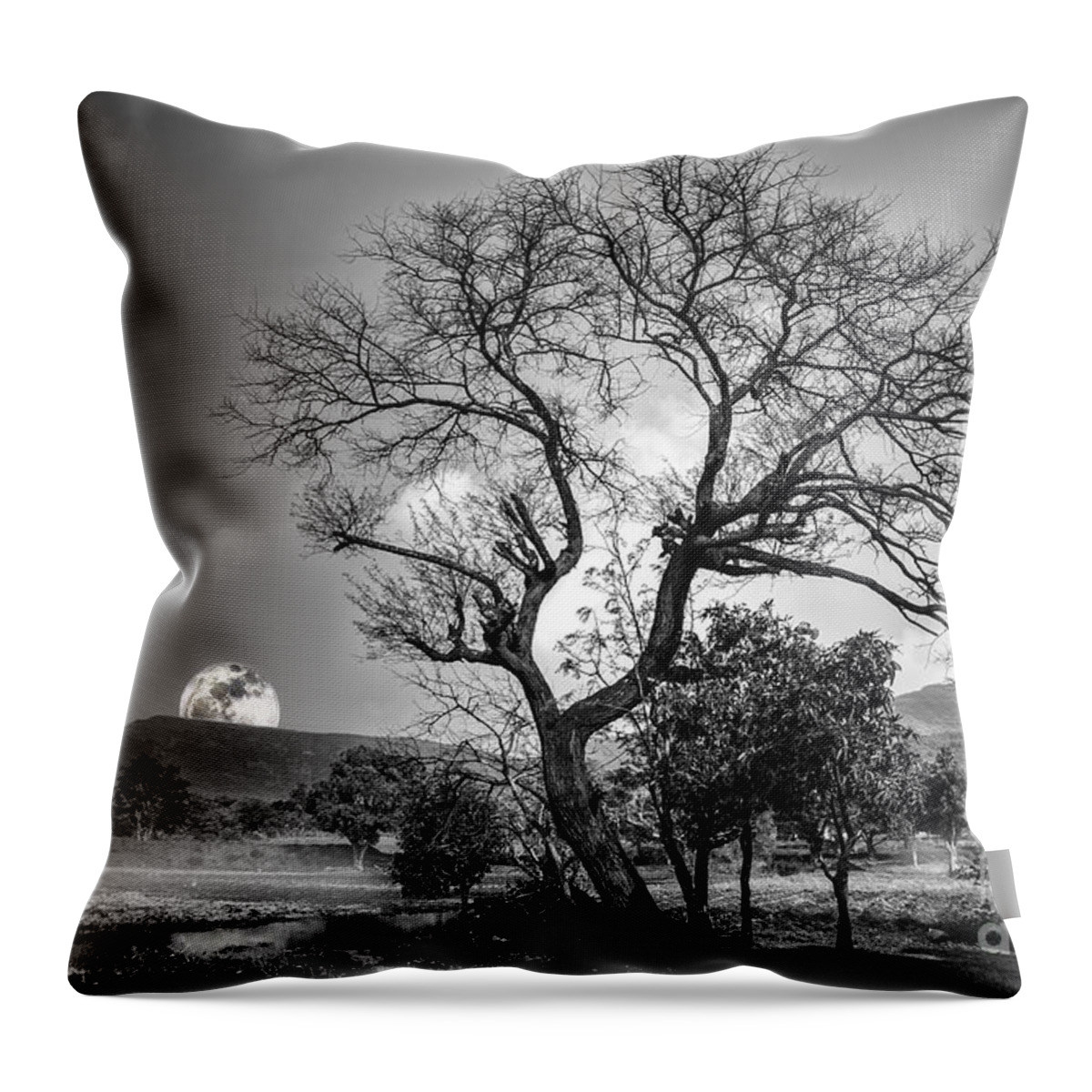 Trees Throw Pillow featuring the photograph Tree by Charuhas Images