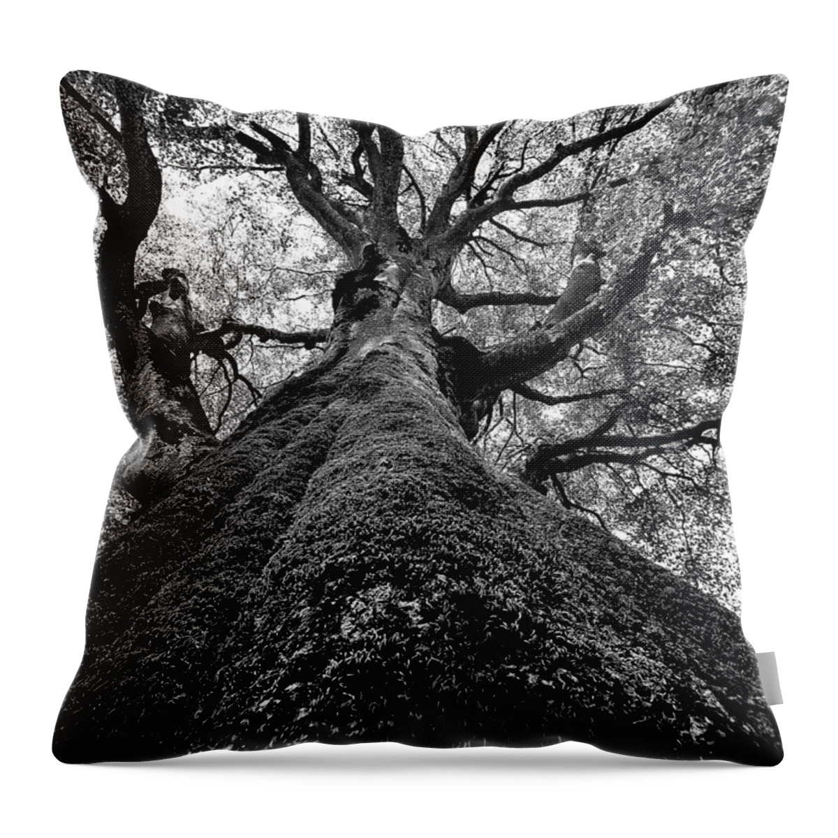 Tree Throw Pillow featuring the photograph Tree by Effezetaphoto Fz