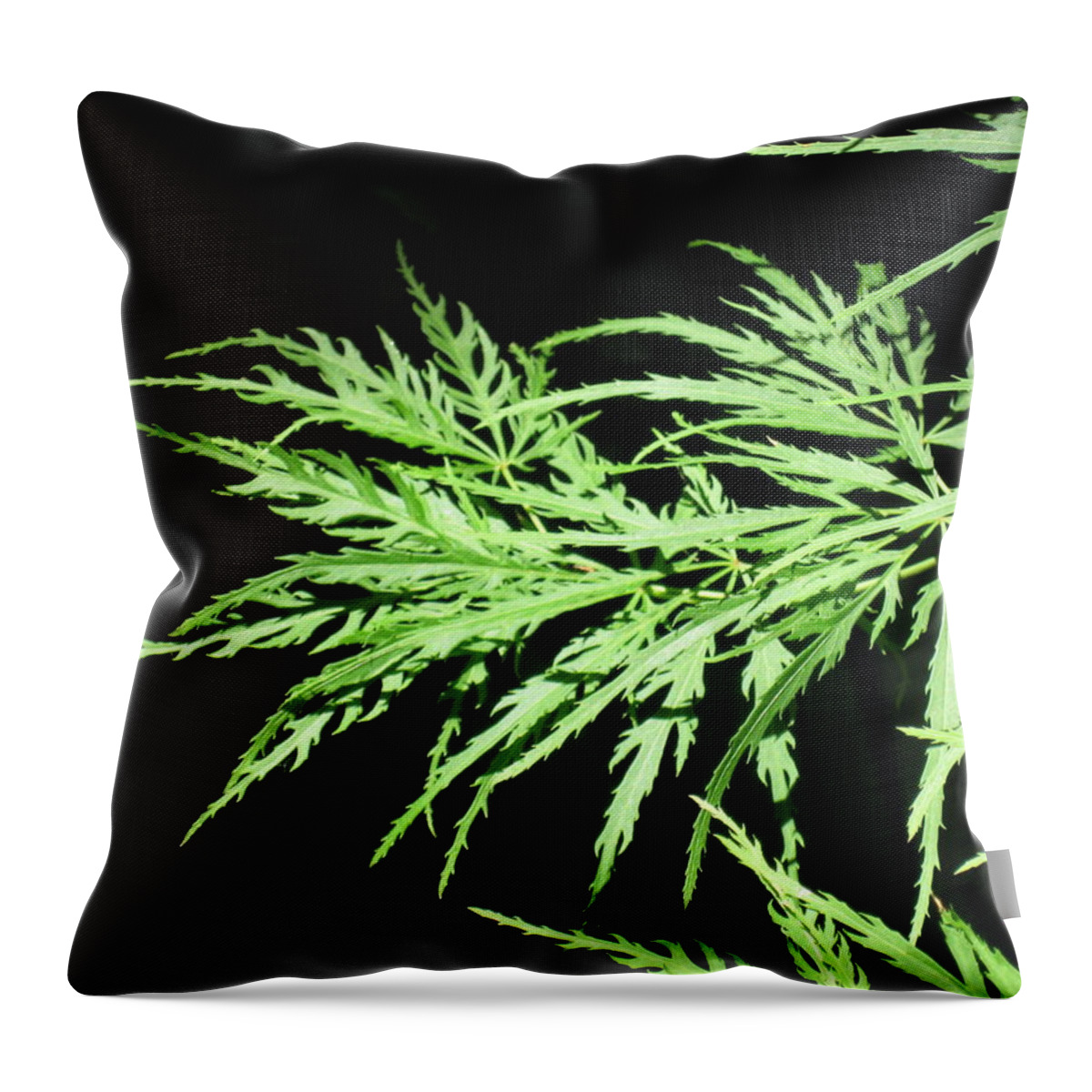  Throw Pillow featuring the photograph Tree Feathers by Ron Monsour