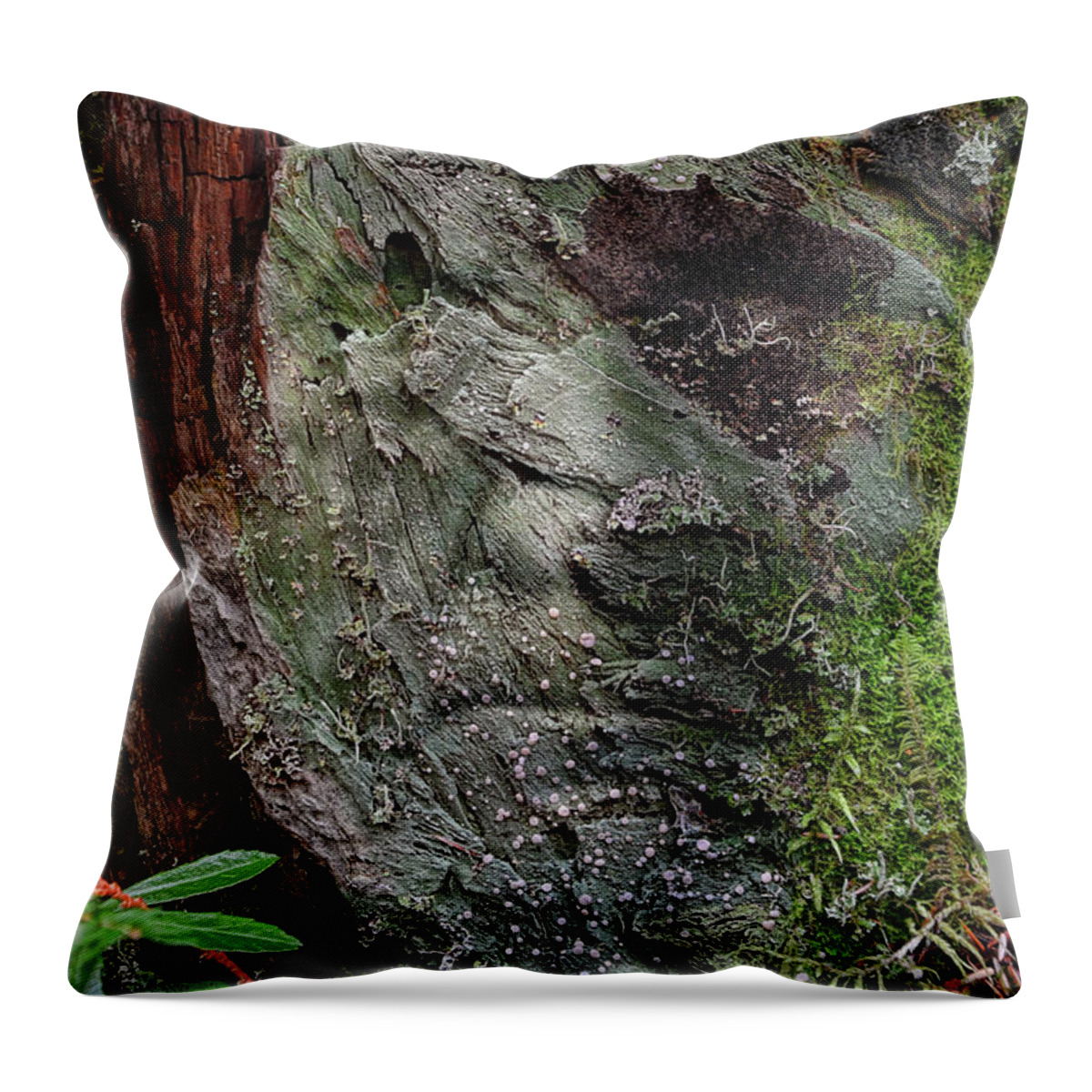 Trees Throw Pillow featuring the photograph Tree Memories # 38 by Ed Hall