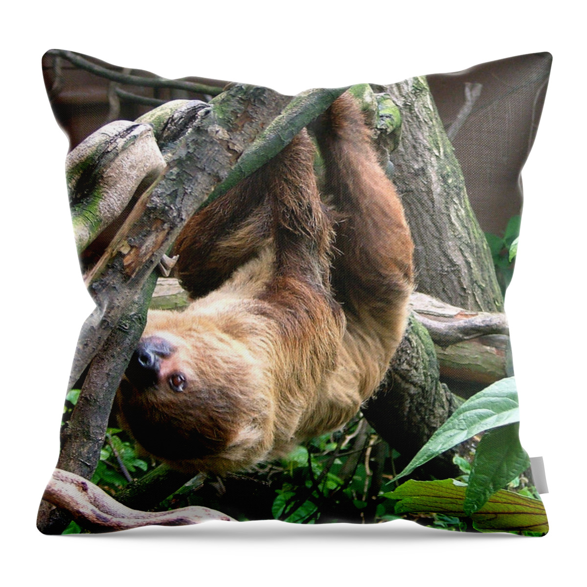 Photograph Throw Pillow featuring the photograph Tree Sloth by Heather Lennox