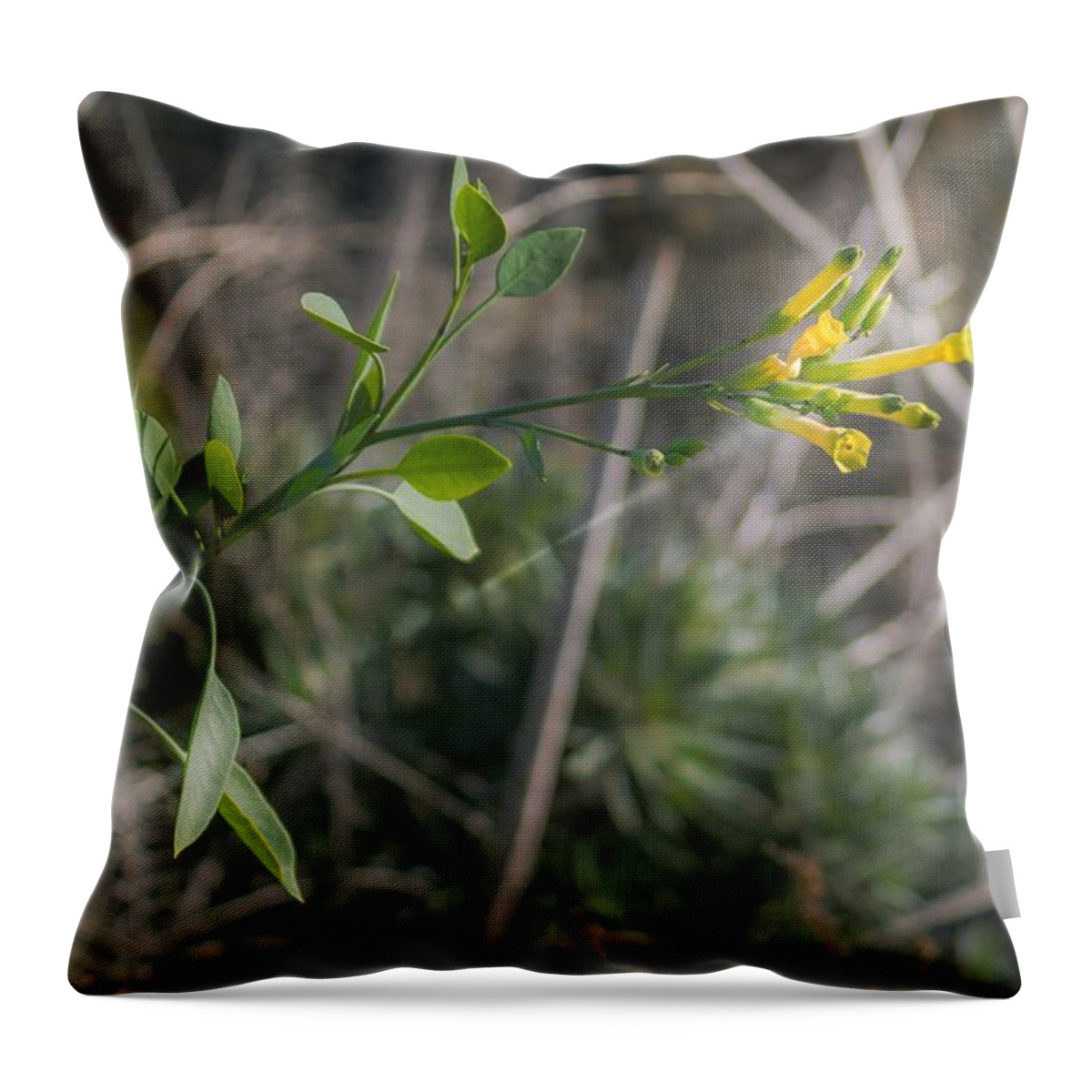 Tree Tobacco Throw Pillow featuring the photograph Tree Tobacco by Alison Frank