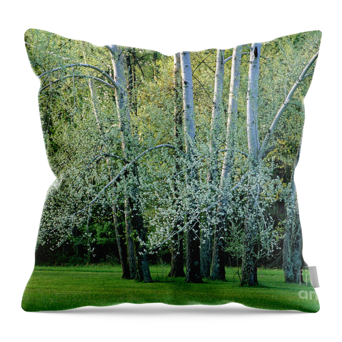Tree Throw Pillow featuring the photograph Trees in Spring by Kevin Shields