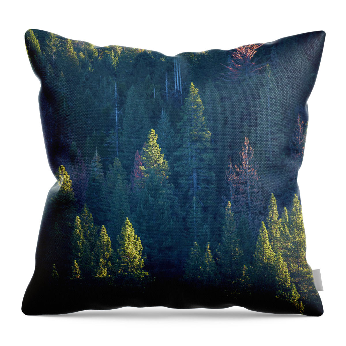 Trees Throw Pillow featuring the photograph Trees of Light by Janet Kopper