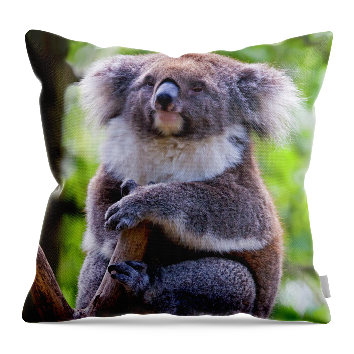 Koala Throw Pillow featuring the photograph Treetop Koala by Michael Dawson