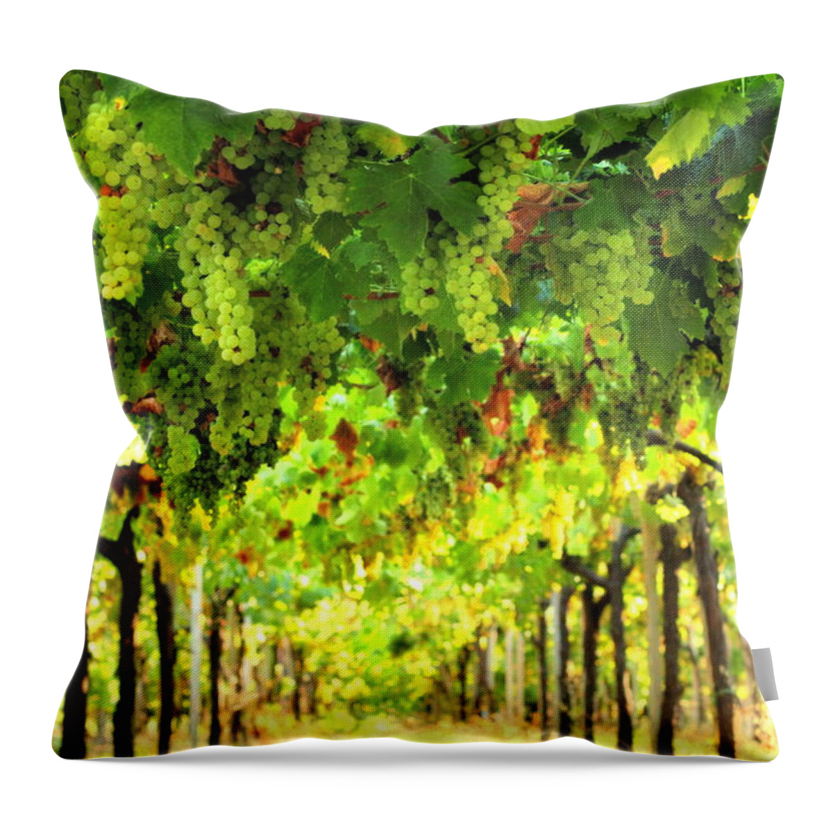 Vineyard Throw Pillow featuring the photograph Trellissed Grapes 3 by Angela Rath