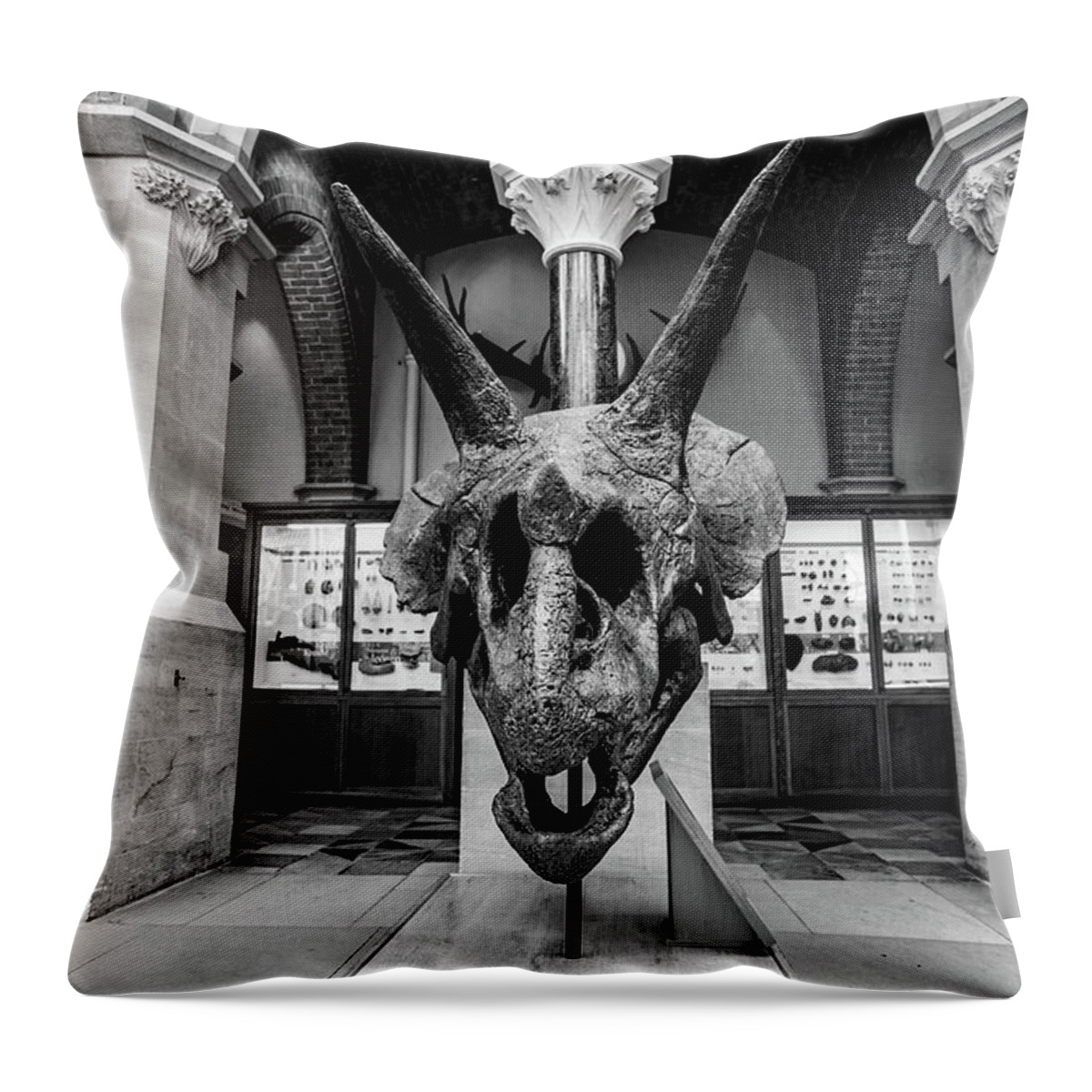 Triceratops Throw Pillow featuring the photograph Triceratops skull by Ed James