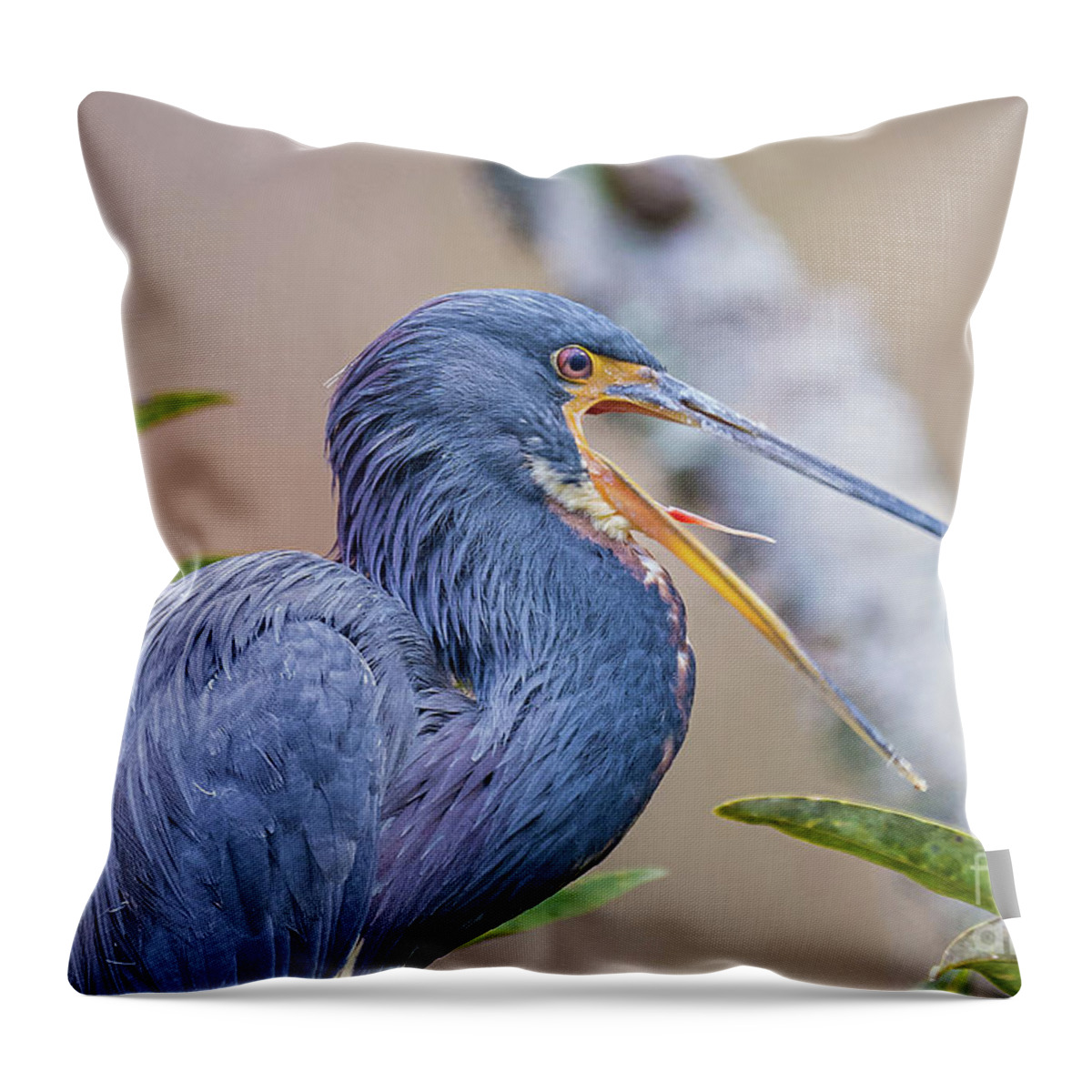 Nature Throw Pillow featuring the photograph Tricolored Heron Yawning UP CLOSE by DB Hayes