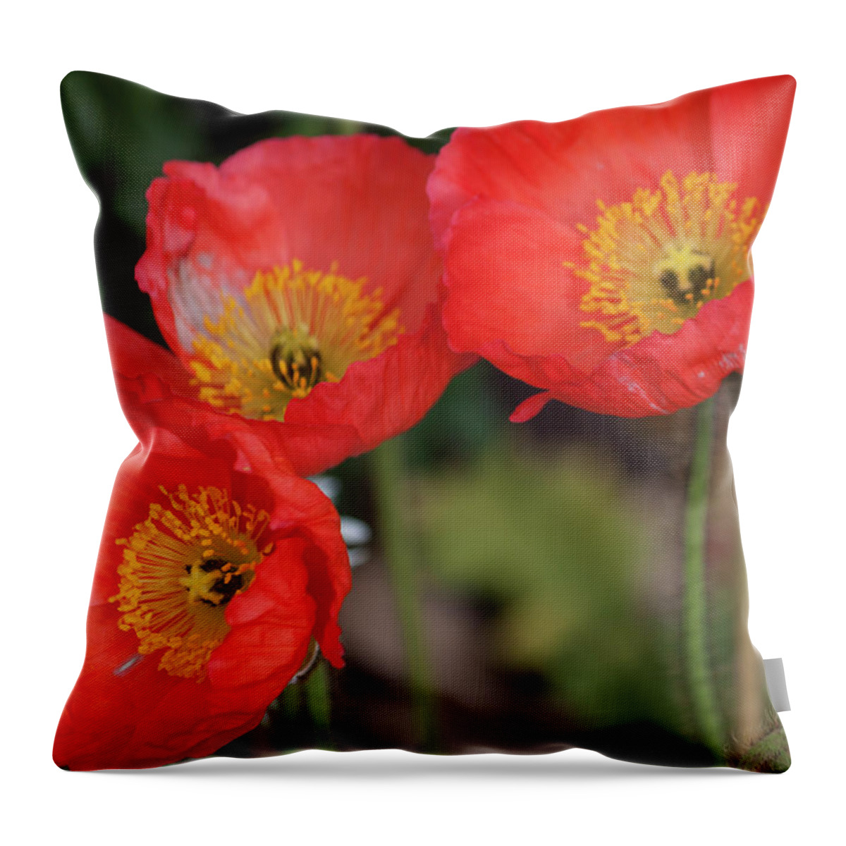Photograph Throw Pillow featuring the photograph Trio of Red Poppies by Suzanne Gaff