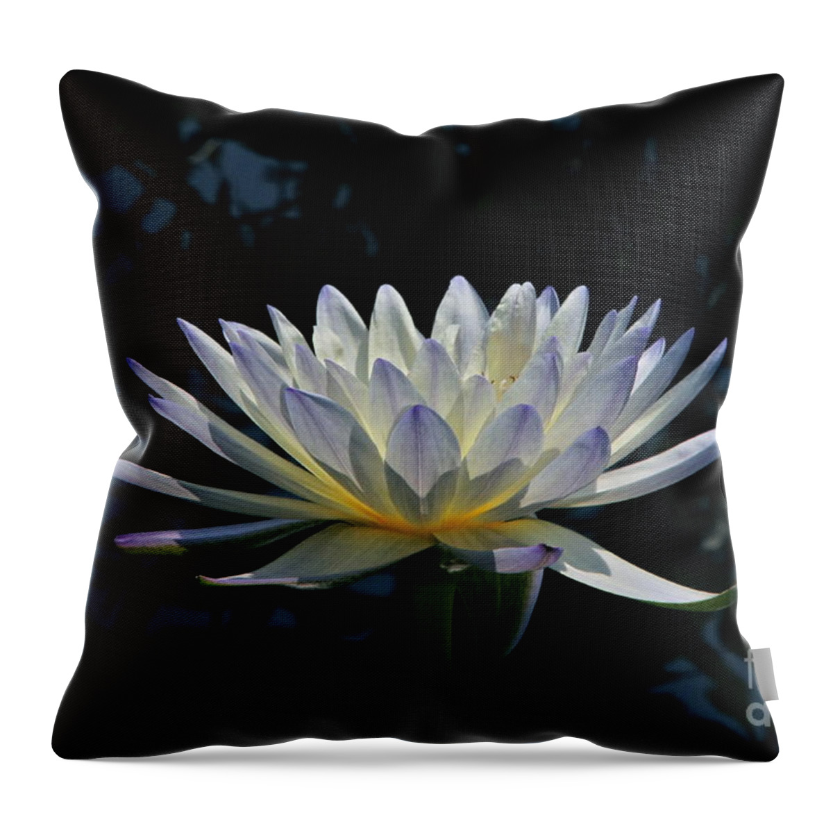Waterlily Throw Pillow featuring the photograph Tropical Glow by Byron Varvarigos