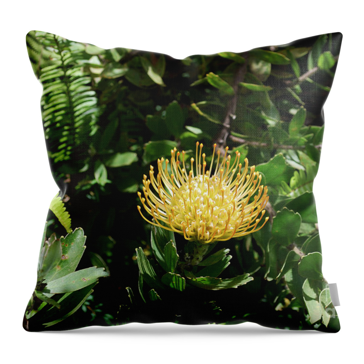 Protea Throw Pillow featuring the photograph Tropical yellow protea flower in a garden by DejaVu Designs