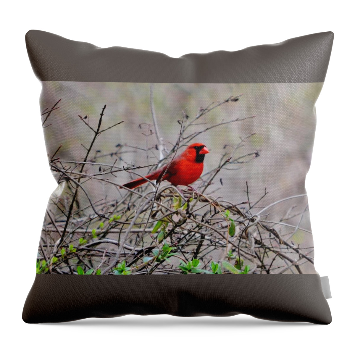 Cardinal Throw Pillow featuring the photograph Troy by Eileen Brymer