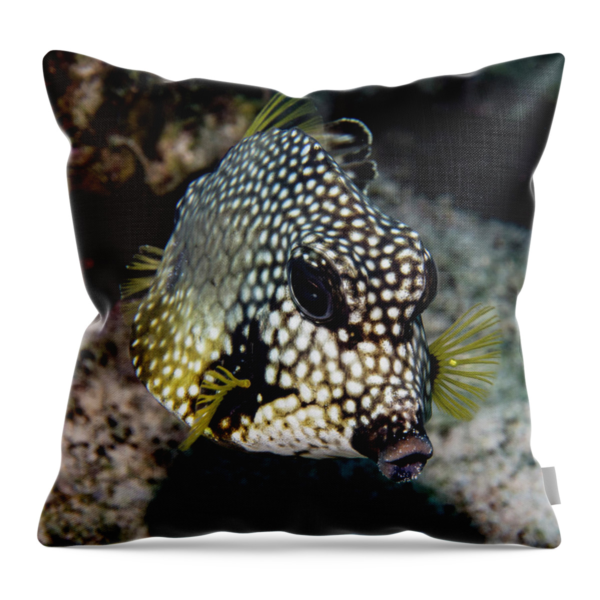 Jean Noren Throw Pillow featuring the photograph Trunkfish Portrait by Jean Noren