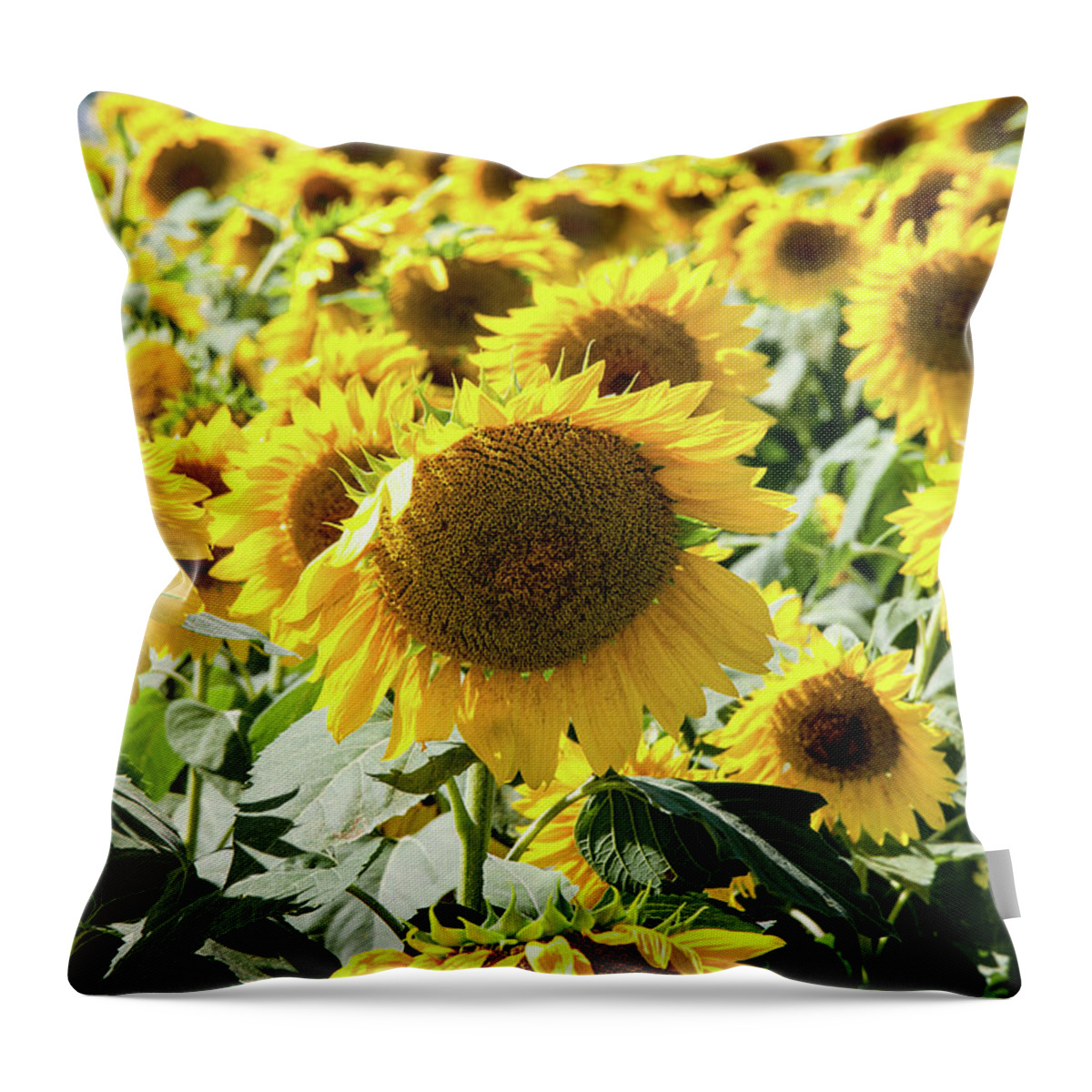 Farm Throw Pillow featuring the photograph Trying to Feel Unique by Greg Fortier