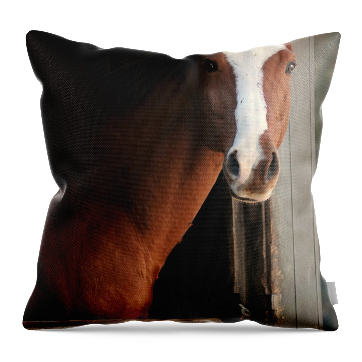 Thoroughbred Throw Pillow featuring the photograph T's Window by Angela Rath