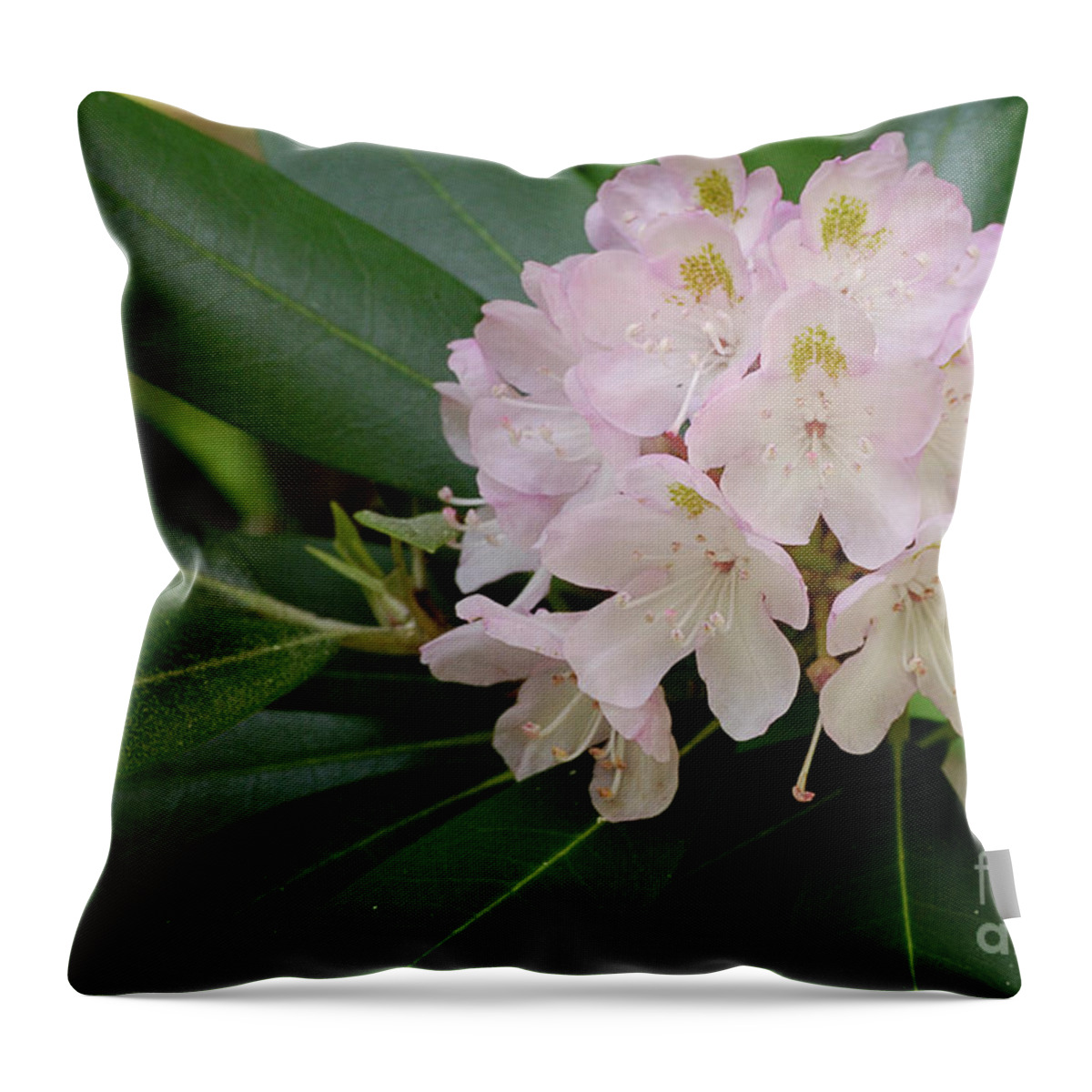 High Virginia Images Throw Pillow featuring the photograph Tucker County Rhododendron by Randy Bodkins
