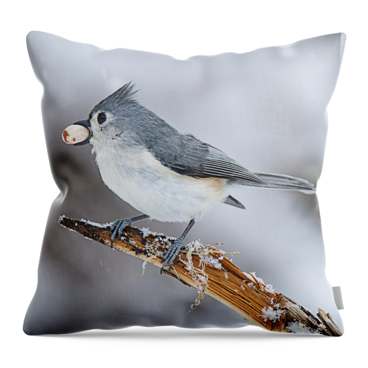 Tufted Titmouse Throw Pillow featuring the photograph Tufted Titmouse by Roni Chastain