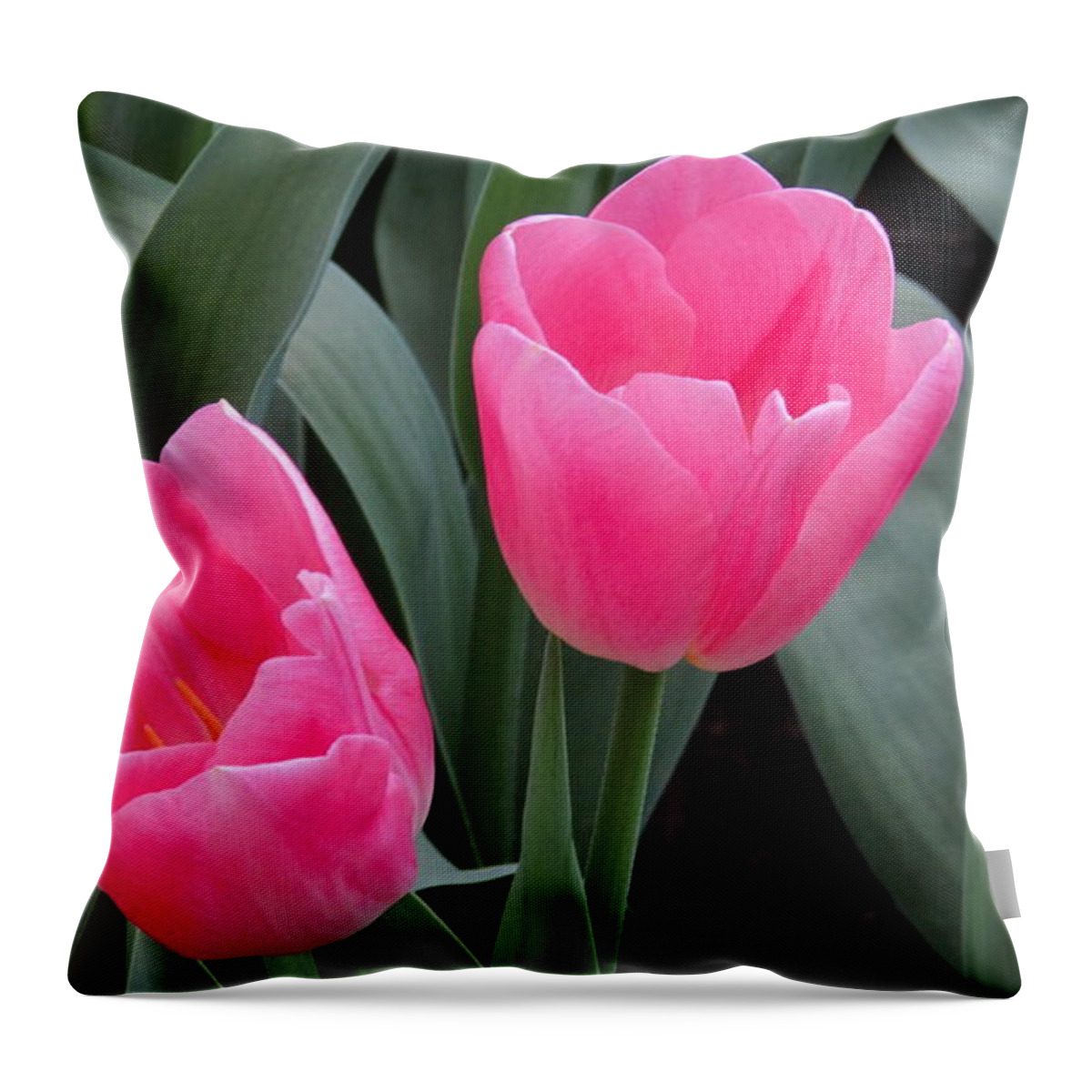 Orchid Throw Pillow featuring the photograph Tulip by Cesar Vieira