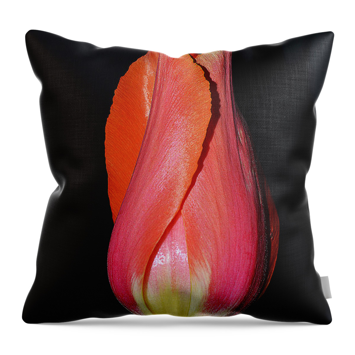 Tulips Throw Pillow featuring the photograph Tulip model nr. 1 by Felicia Tica