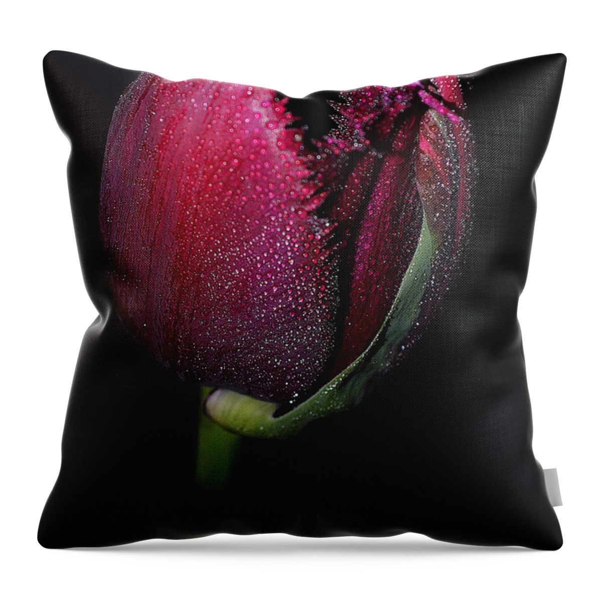 Curly Sue Throw Pillow featuring the photograph Tulip Model Nr. 2 by Felicia Tica