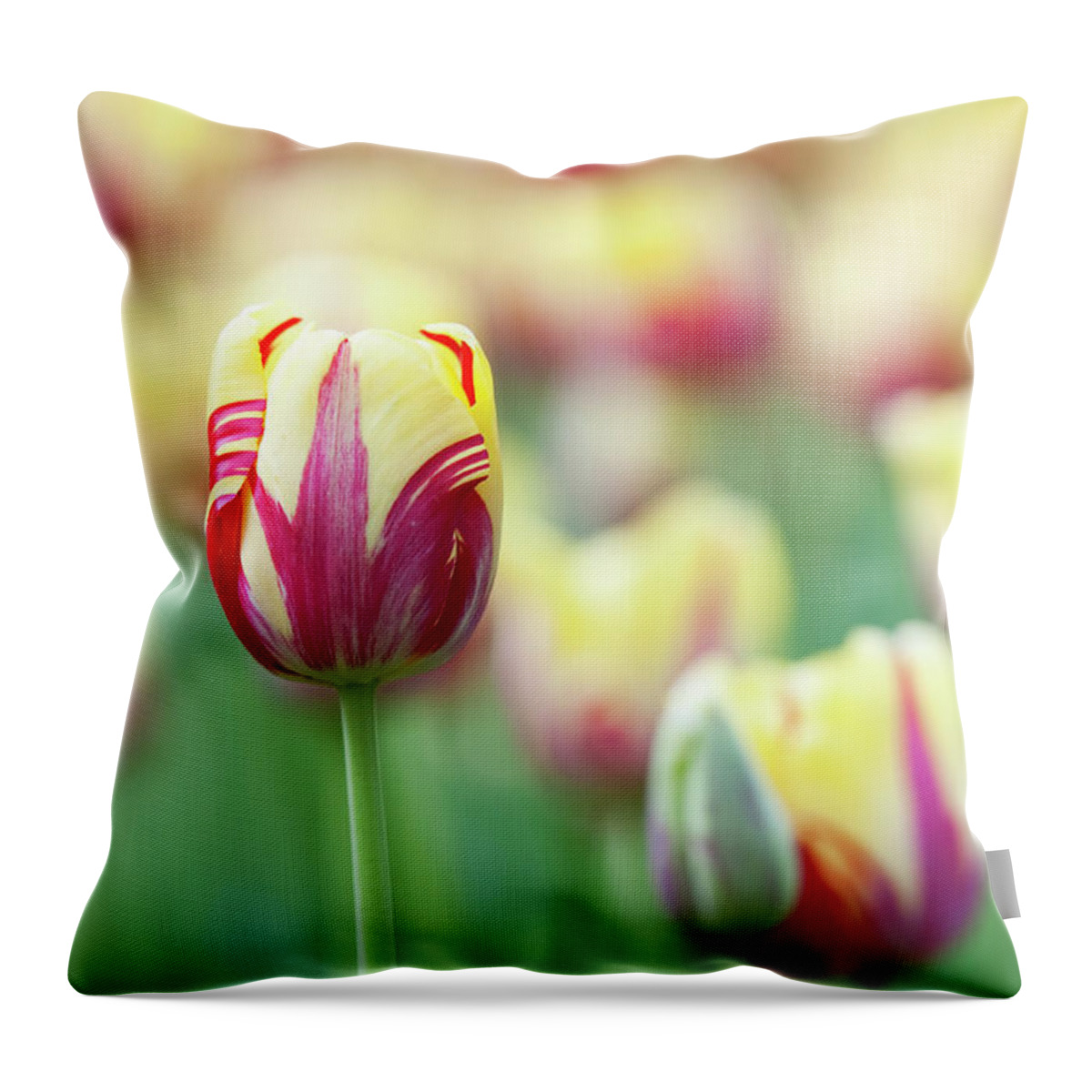 Tulip Throw Pillow featuring the photograph Tulip World Expression by Tim Gainey