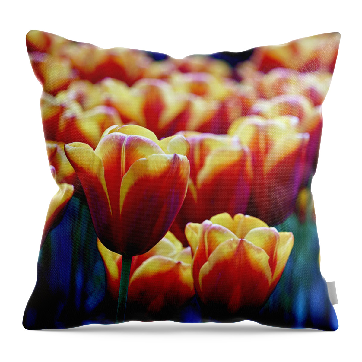 Flowers Throw Pillow featuring the photograph Tulips at Sunset by Michael Cinnamond