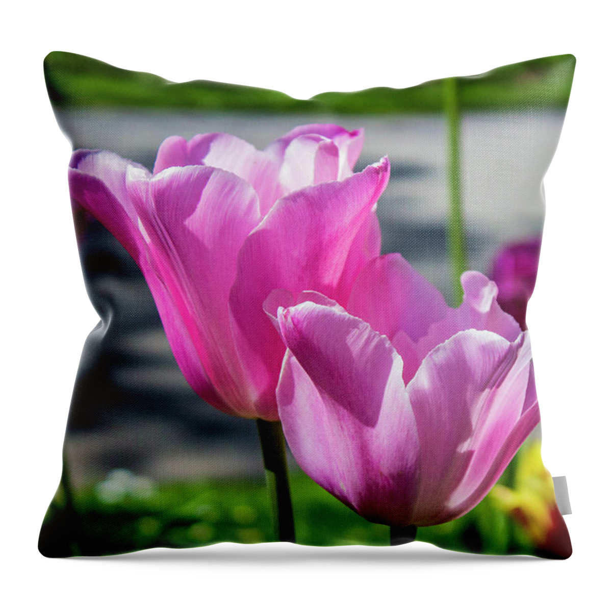 Tulip Throw Pillow featuring the photograph Tulips #1 by Doc Braham
